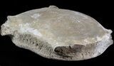 Large, Fossil Whale Vertebrae - Yorktown Formation #40959-1